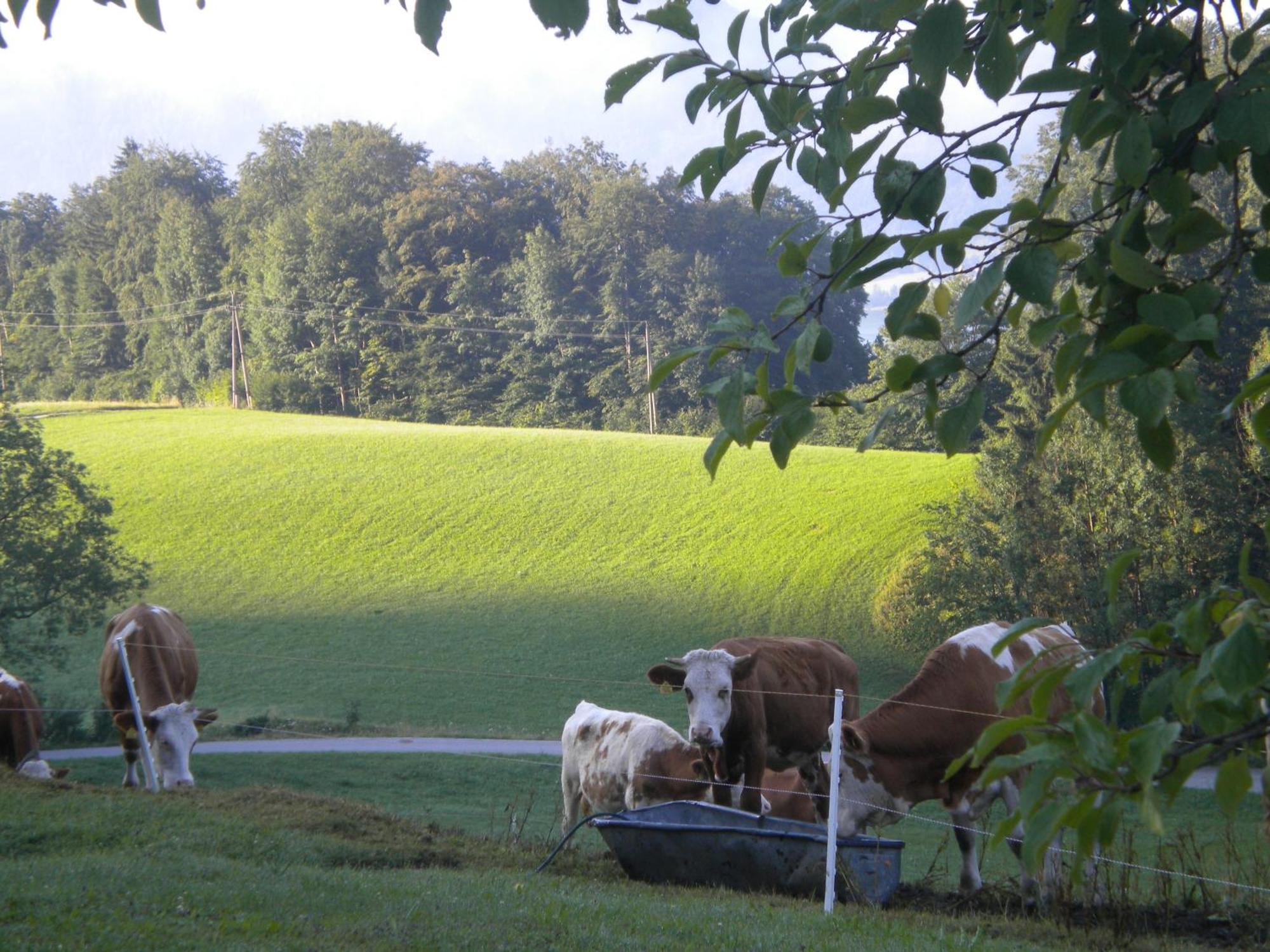 Apartmán Auerhiasbauer Saint Wolfgang